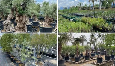 【BSサポート 植栽・農園事業】約3ヘクタールの敷地でさまざまな希少植物を自社で一括管理