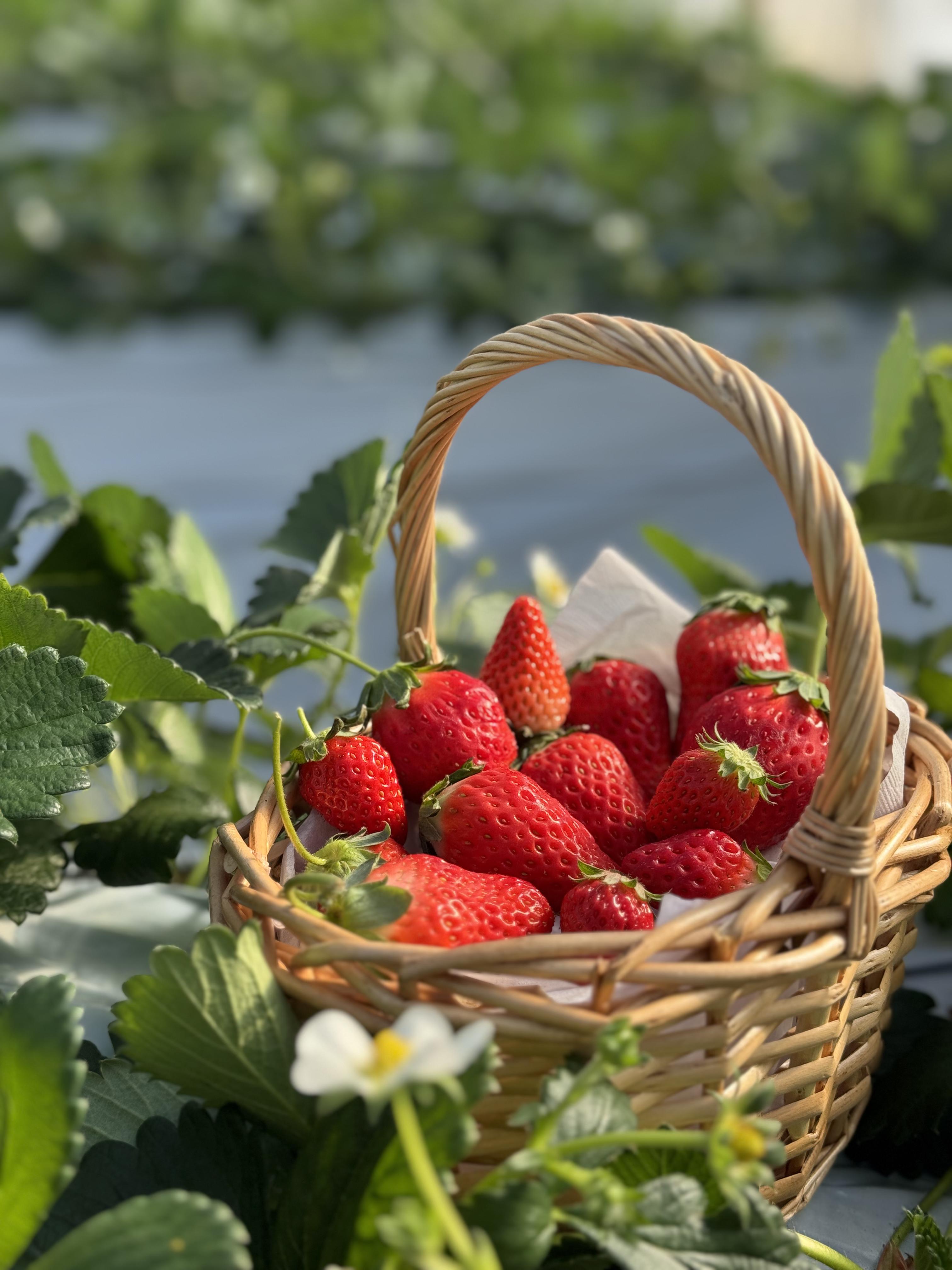 2月7日オープン】完熟イチゴの摘み取り体験ができる 「BerryBeanFARM