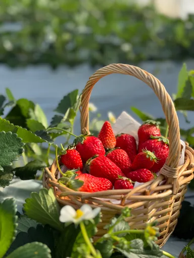 摘み取り用カゴ