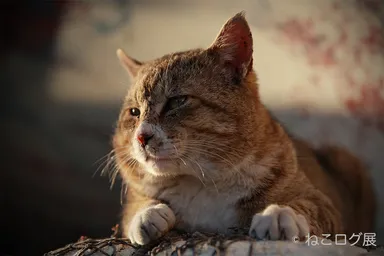 展示予定作品(2)