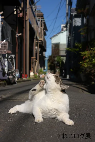 展示予定作品(6)