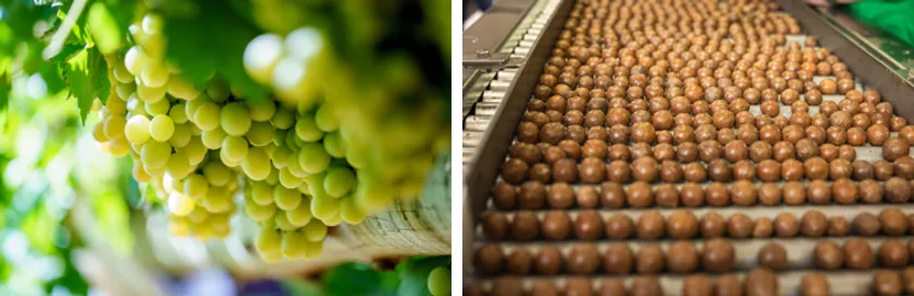 生食用葡萄とマカダミアナッツ(殻付き)