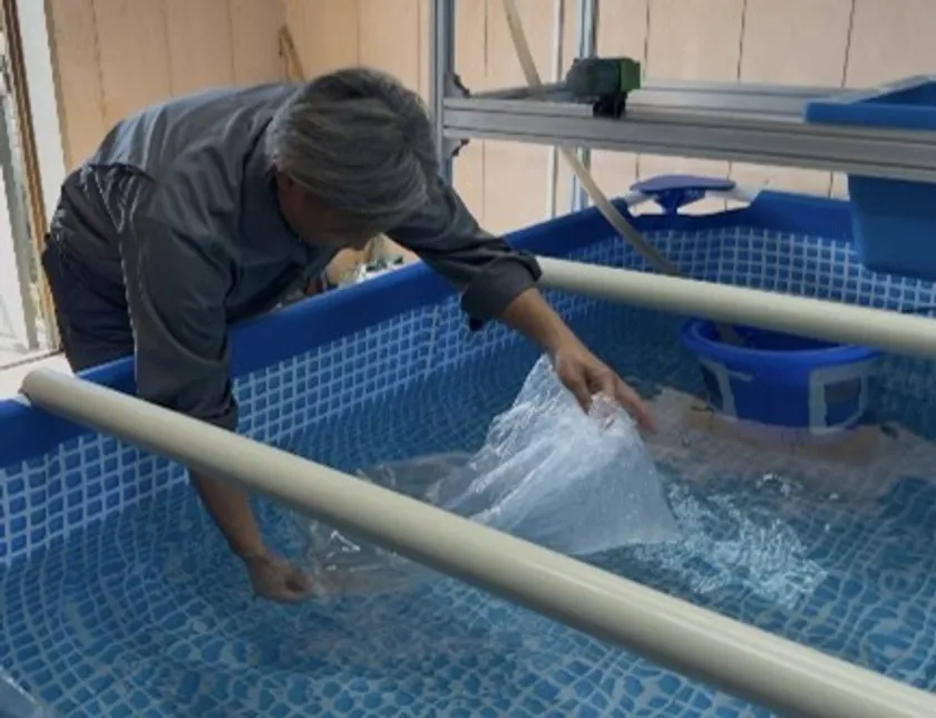 バナメイエビ稚エビ放流