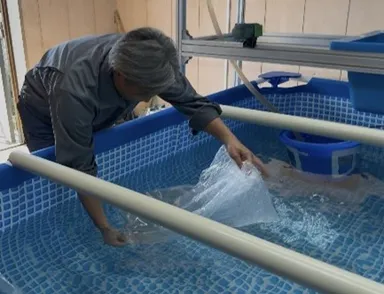 バナメイエビ稚エビ放流