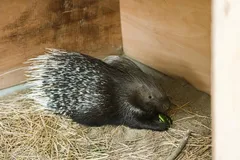 小屋で落ち着くヤマアラシ