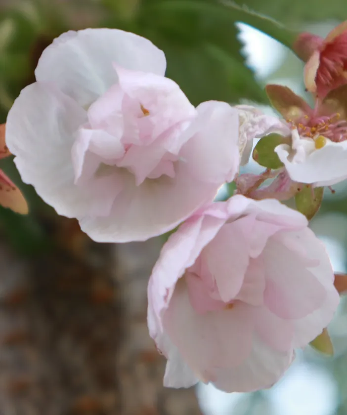 植樹される八重桜「はるか」