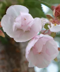 植樹される八重桜「はるか」