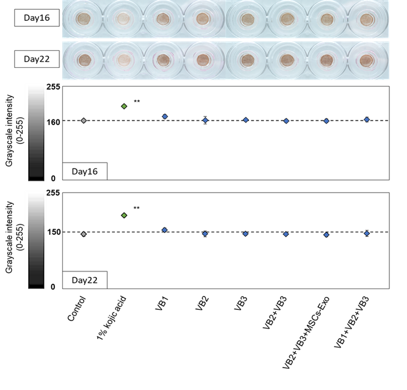 抗ウイルス・抗菌・抗老化作用をもつ『VB』に新たな可能性　
美白効果およびマクロファージ活性への関与を確認