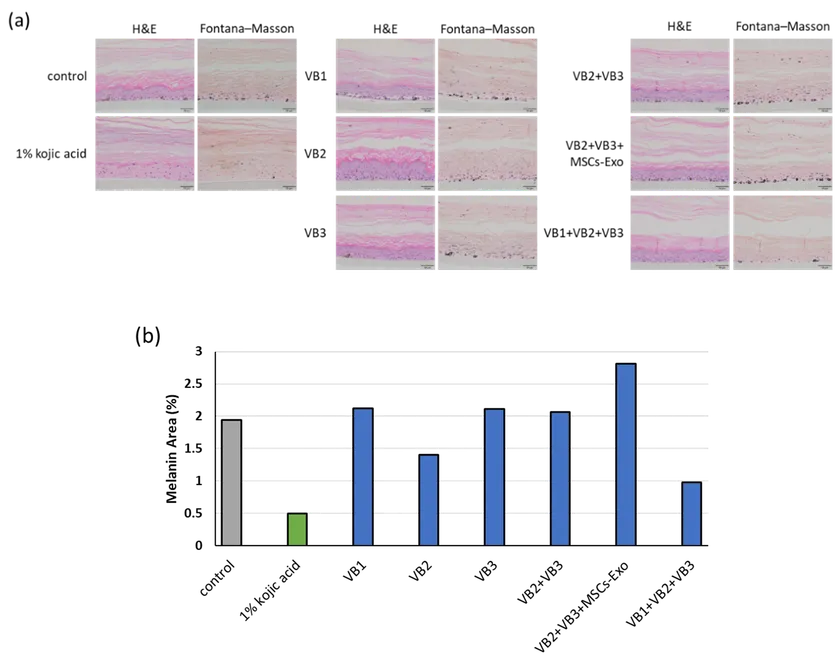 3D皮膚モデルの病理組織標本(図2)