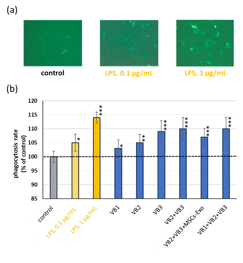 VBがマクロファージ機能に及ぼす作用(貪食能)(図7)