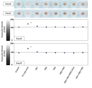 3D皮膚モデルを使用した表皮画像の解析(図1)