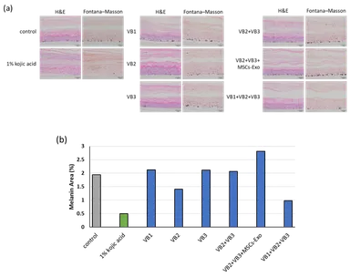 3D皮膚モデルの病理組織標本(図2)