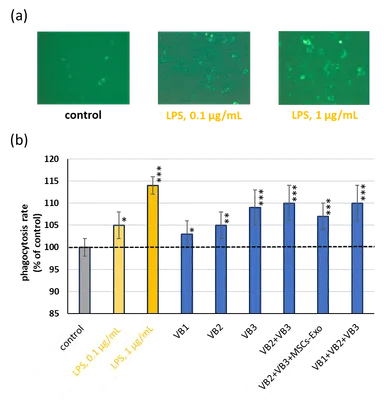VBがマクロファージ機能に及ぼす作用(貪食能)(図7)