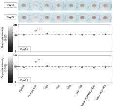 3D皮膚モデルを使用した表皮画像の解析(図1)