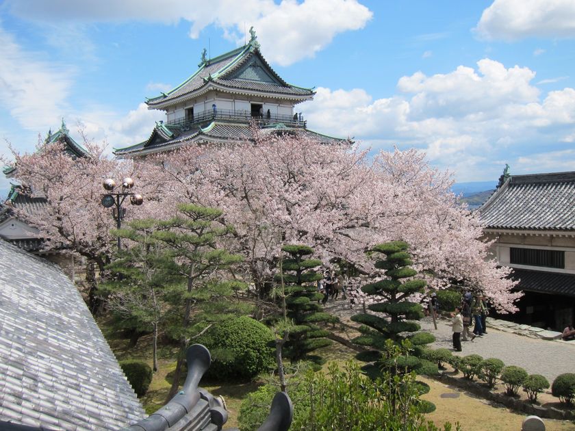 歴史・自然・絶景を楽しむ、和歌山市の春　
桜名所5選を一挙紹介！和歌山城では
桜の時期にあわせて“桜バージョン”のライトアップを実施！