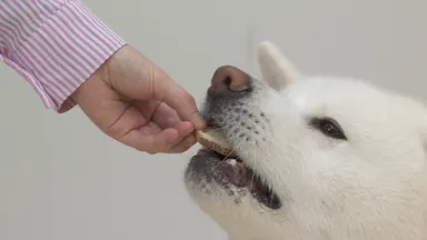 美味しい表情のわんちゃん