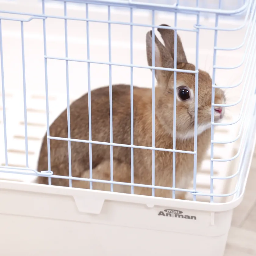 うさちゃん安心