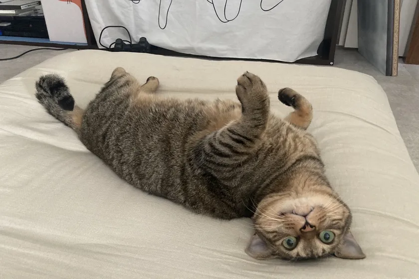 <出典>アニドネ認定団体:しあわせにゃん家