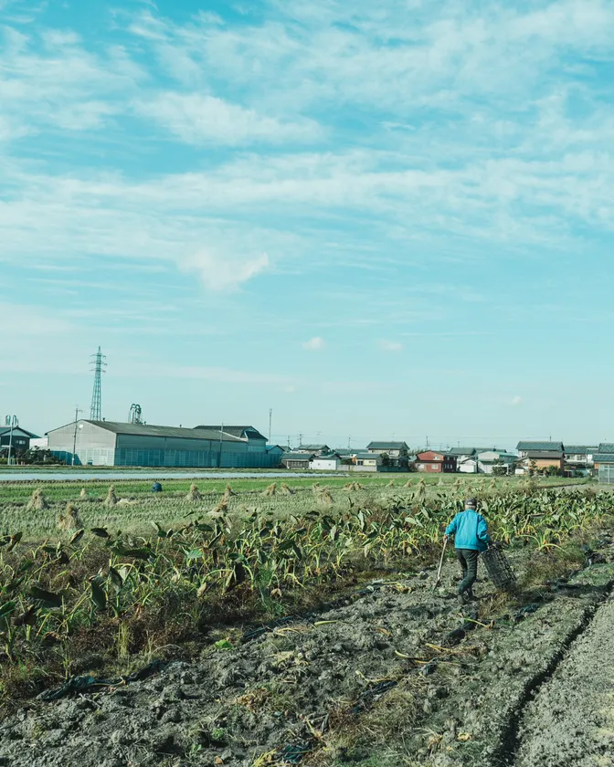 味間いも(あじまいも)2