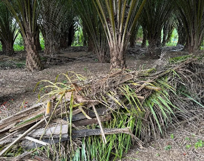 葉(Oil palm frond)
