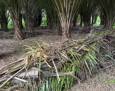 葉(Oil palm frond)