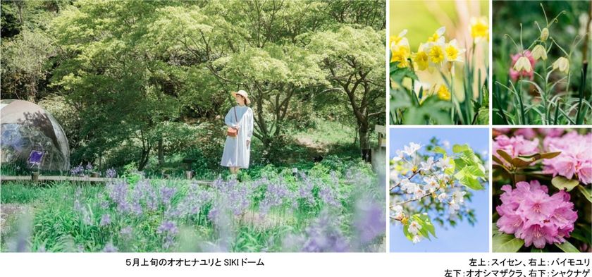 ROKKO森の音ミュージアム
SIKIガーデンSpring Season“Waltz”
スイセン、オオヒナユリなど春の花々とアート、
音楽が調和したフェアを開催