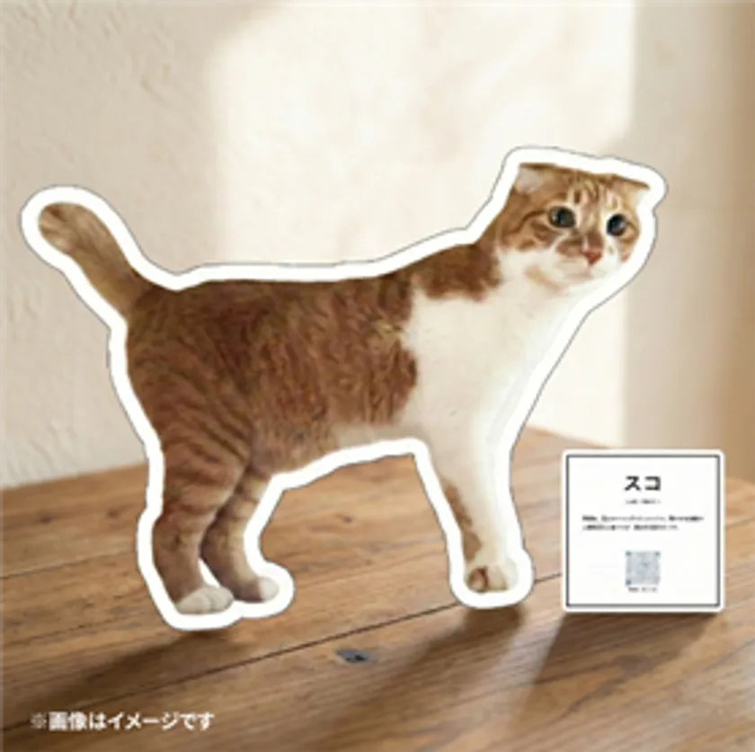 ＜保護猫 写真展：展示イメージ＞