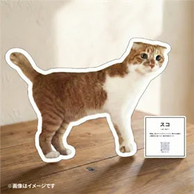 ＜保護猫 写真展：展示イメージ＞