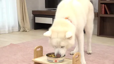 ドライフードのトッピングにも◎