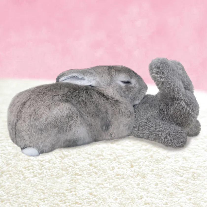 たち耳ちゃん使用イメージ