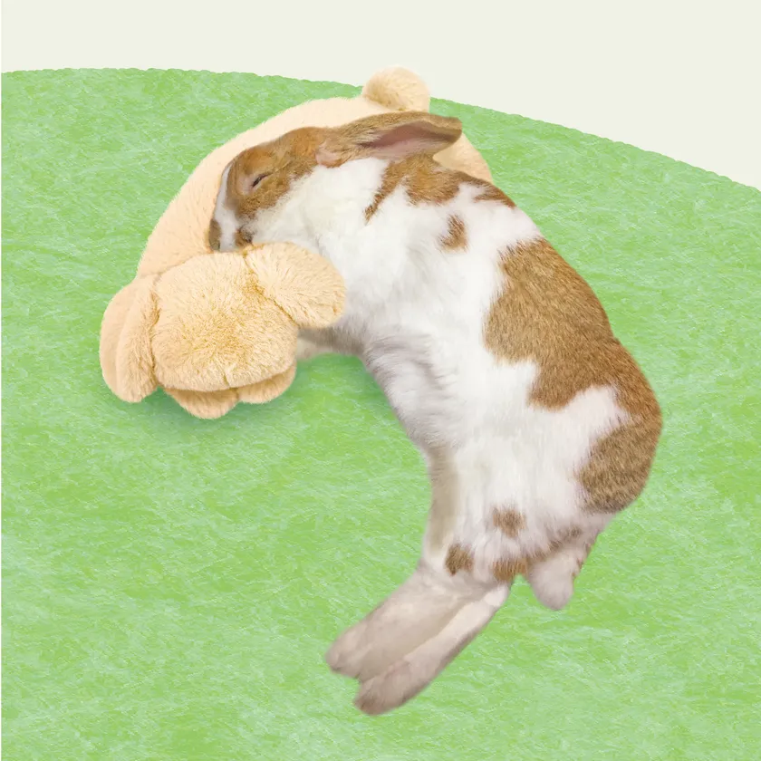 たれ耳ちゃん使用イメージ