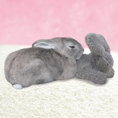 たち耳ちゃん使用イメージ