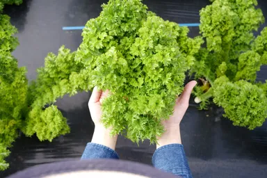 しまなみリーフの栽培