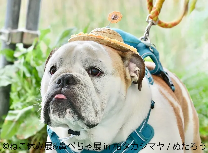 鼻ぺちゃ展 展示作品:ぬたろう