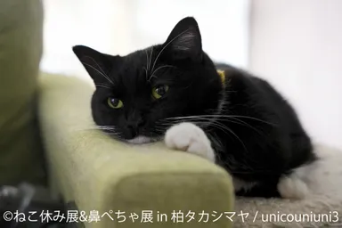 ねこ休み展　展示作品：unicouniuni3