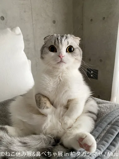 ねこ休み展　展示作品：Muu