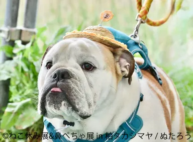 鼻ぺちゃ展　展示作品：ぬたろう