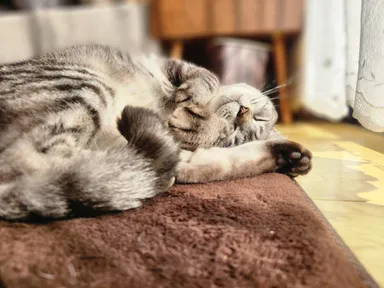 ネコ(イメージ画像)