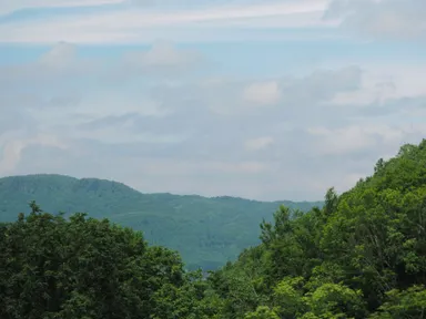 〈日本各地の豊かな森林資源。この多様な自然環境から、世界へ届ける和精油の原料が育まれます。〉