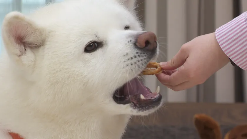 よく噛んで食べるわんちゃん