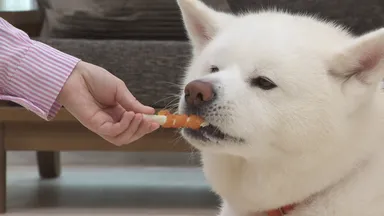 アレンジを楽しむわんちゃん