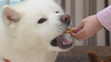 よく噛んで食べるわんちゃん