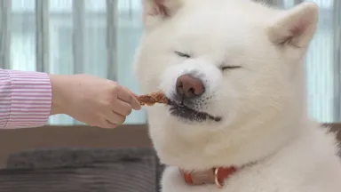 味わうわんちゃん