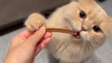 手に持つことで、ふれあいながら歯磨き