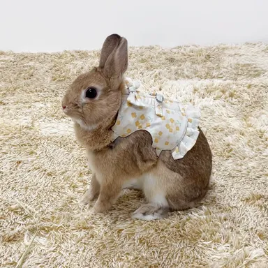 菜の花着用イメージ