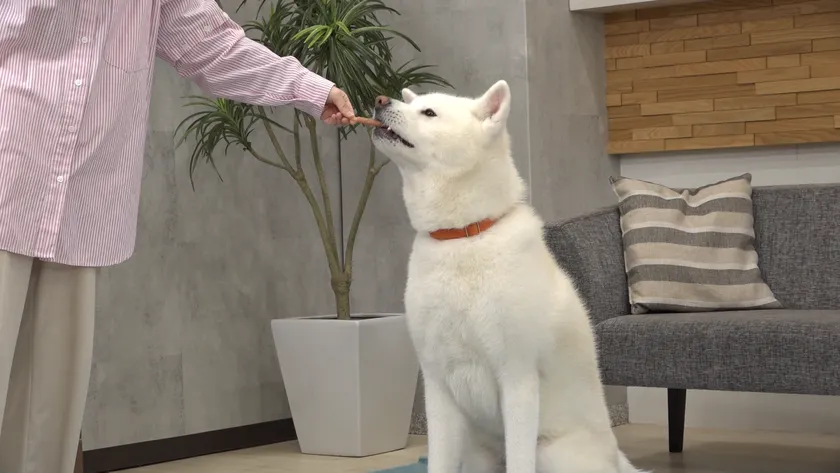 お利口に食べるわんちゃん