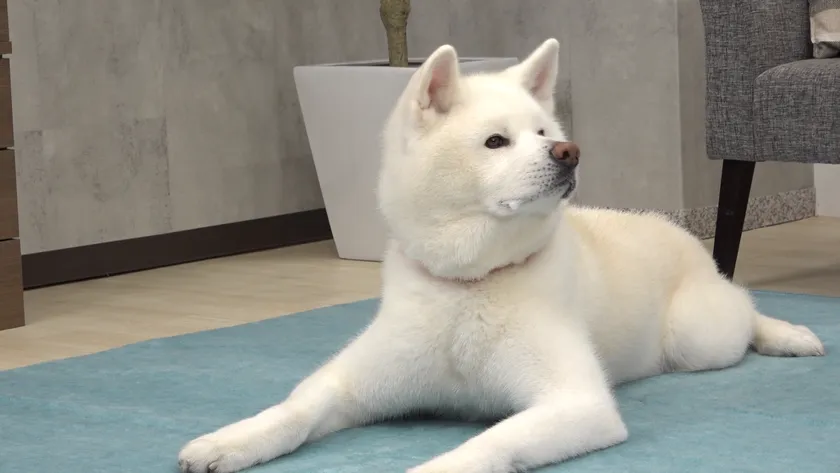 美味しくて思わずよだれが出るわんちゃん