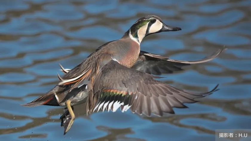 絶滅危惧種トモエガモが”問題鳥種”に！？野生動物との共存を考える
