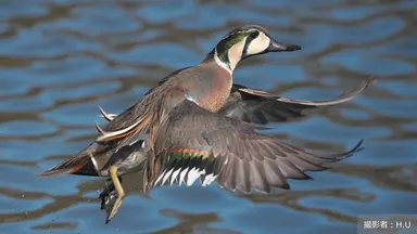 絶滅危惧種トモエガモが”問題鳥種”に！？野生動物との共存を考える