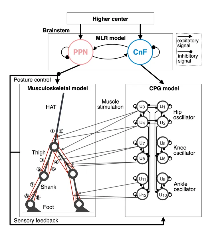 神経筋骨格モデル